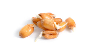 پودر جوانه گندم و خواص فوق العاده ی آن